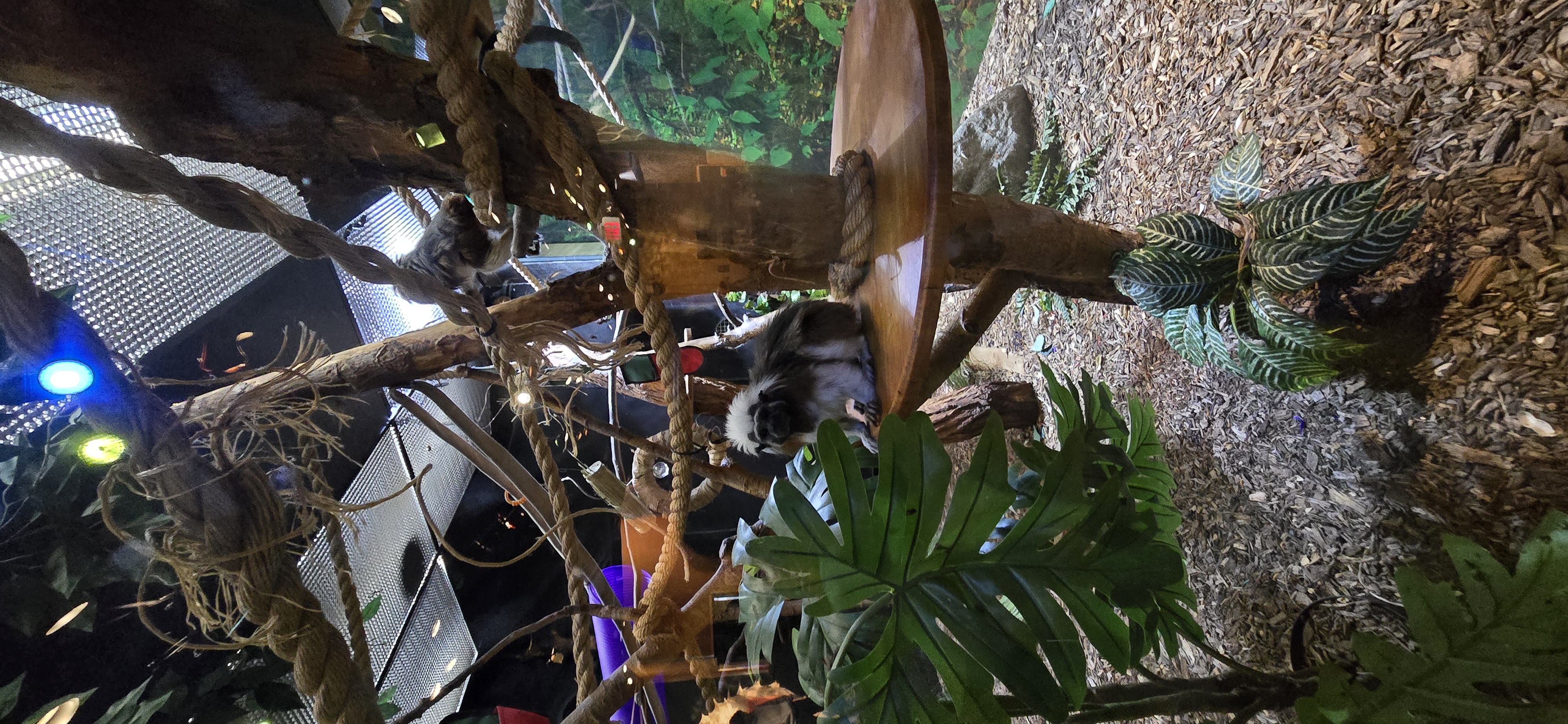 Monkey at an exhibit enclosure