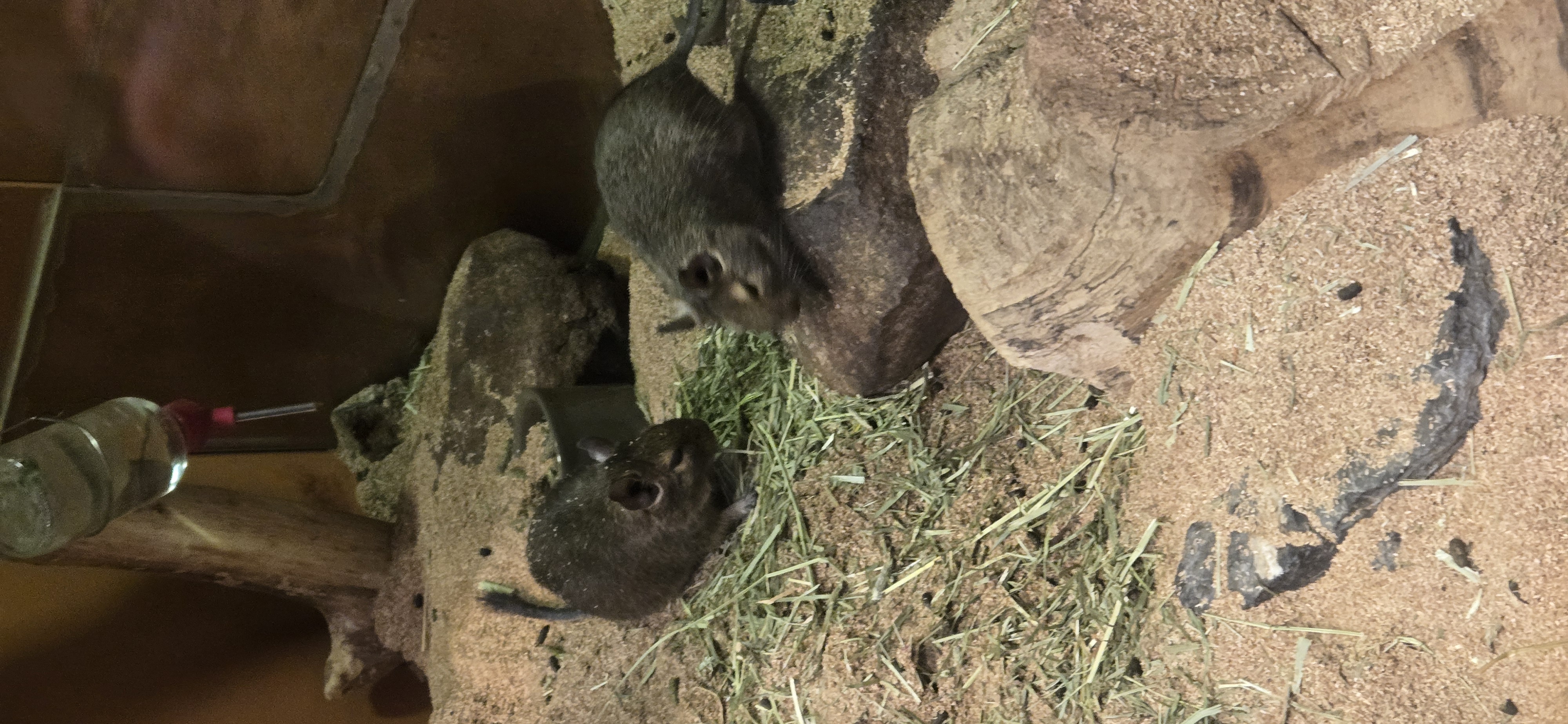 Small rodent in a habitat display
